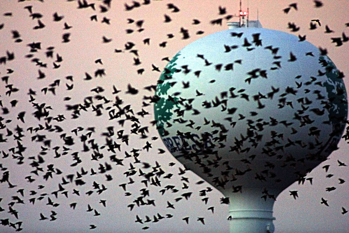 Starlings fly past a water tower in Breese, Ill., in this 2002 photo (Photo by David Kennedy/Los Angeles Times)