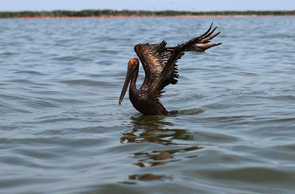 GRAND ISLE, LA - JUNE 06: An oiled brown pelican tries to take flight from Barataria Bay June 6, 2010 near Grand Isle, Louisiana. BP's latest attempt to stem the flow of oil from the well head is capturing a portion of the oil flowing out, but much of it continues to flow into the Gulf of Mexico. (Photo by Win McNamee/Getty Images)