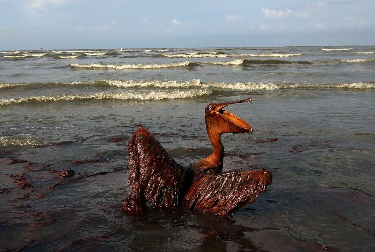 EAST GRAND TERRE ISLAND, LA - JUNE 04: A brown pelican coated in heavy oil wallows in the surf June 4, 2010 on East Grand Terre Island, Louisiana. Oil from the Deepwater Horizon incident is coming ashore in large volumes across southern Louisiana coastal areas. (Photo by Win McNamee/Getty Images)
