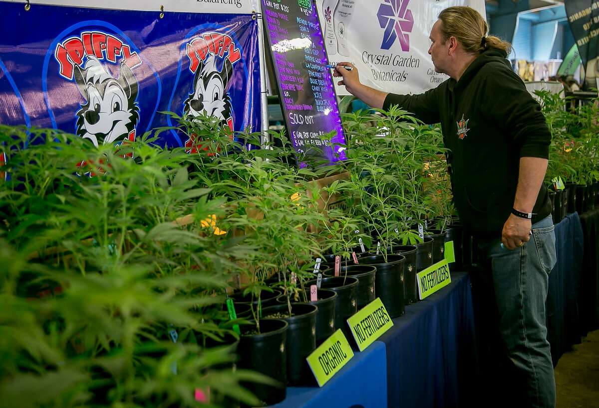 Marijuana plants at a booth at the Cannabis Cup event in the Sonoma County Fairgrounds in Santa Rosa, Calif., are seen on June 3rd, 2017.