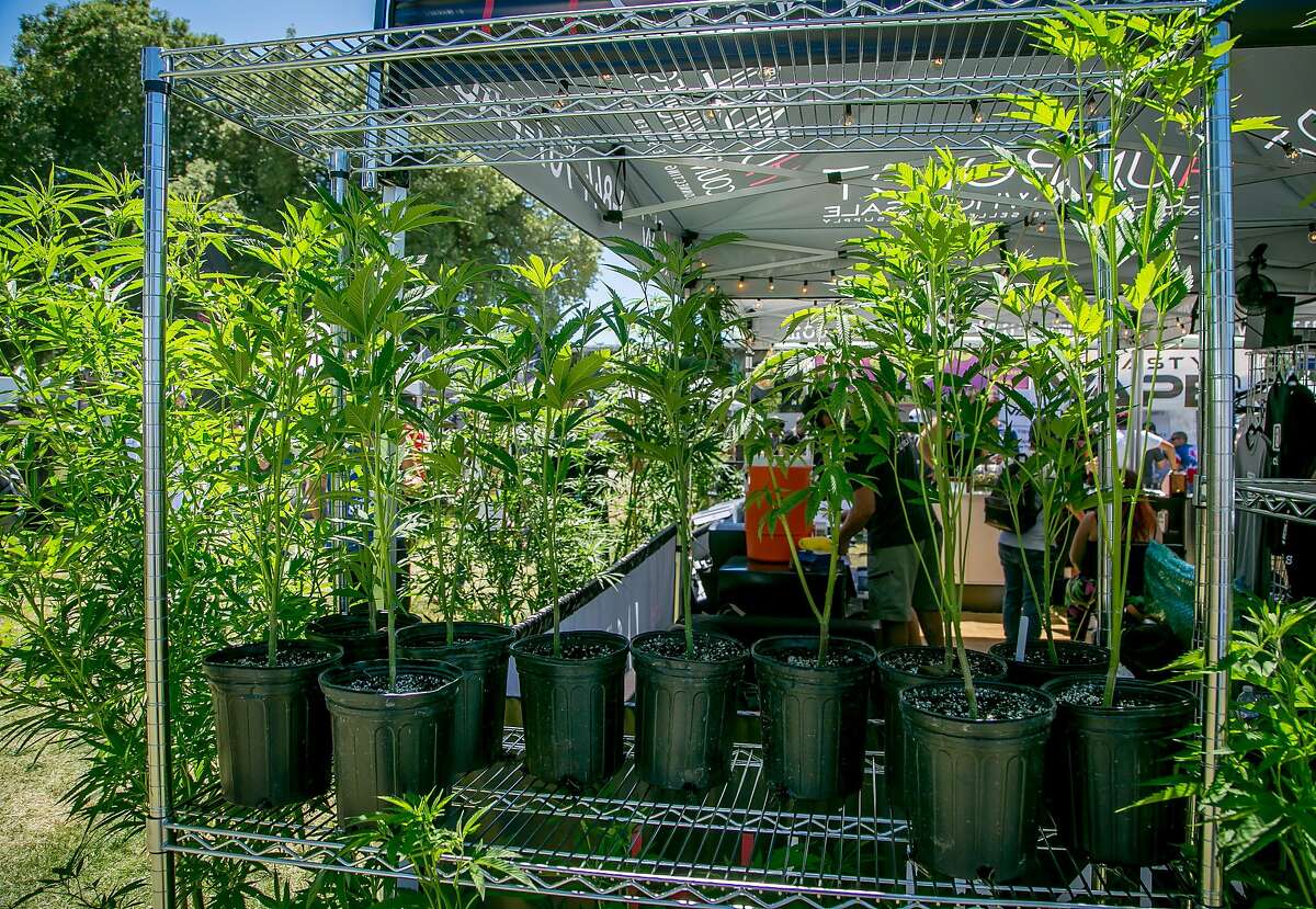 Some Cannabis plants at the Cannabis Cup event in the Sonoma County Fairgrounds in Santa Rosa, Calif., are seen on June 3rd, 2017.