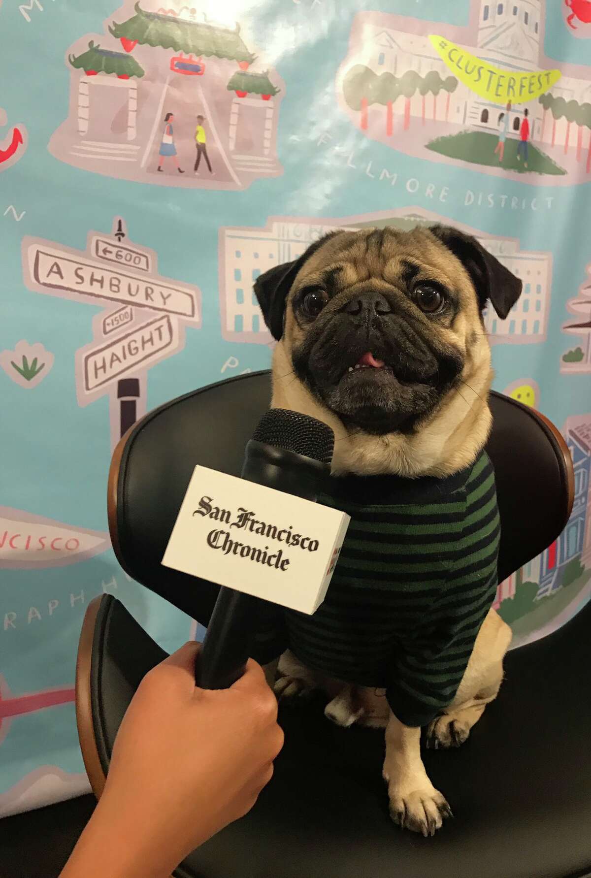 The official Pug of #ATTPark: DOUG #SFGiants