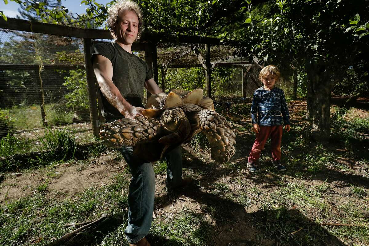 Veternarian Starfinder Stanley, son of the late Owsley Bear Stanley, lifts Sherman, his tortoise who moves like a tank, plowing through branches at his home on 06-03-17, Sebastopol, California. His son, Falcon, 5, watches.