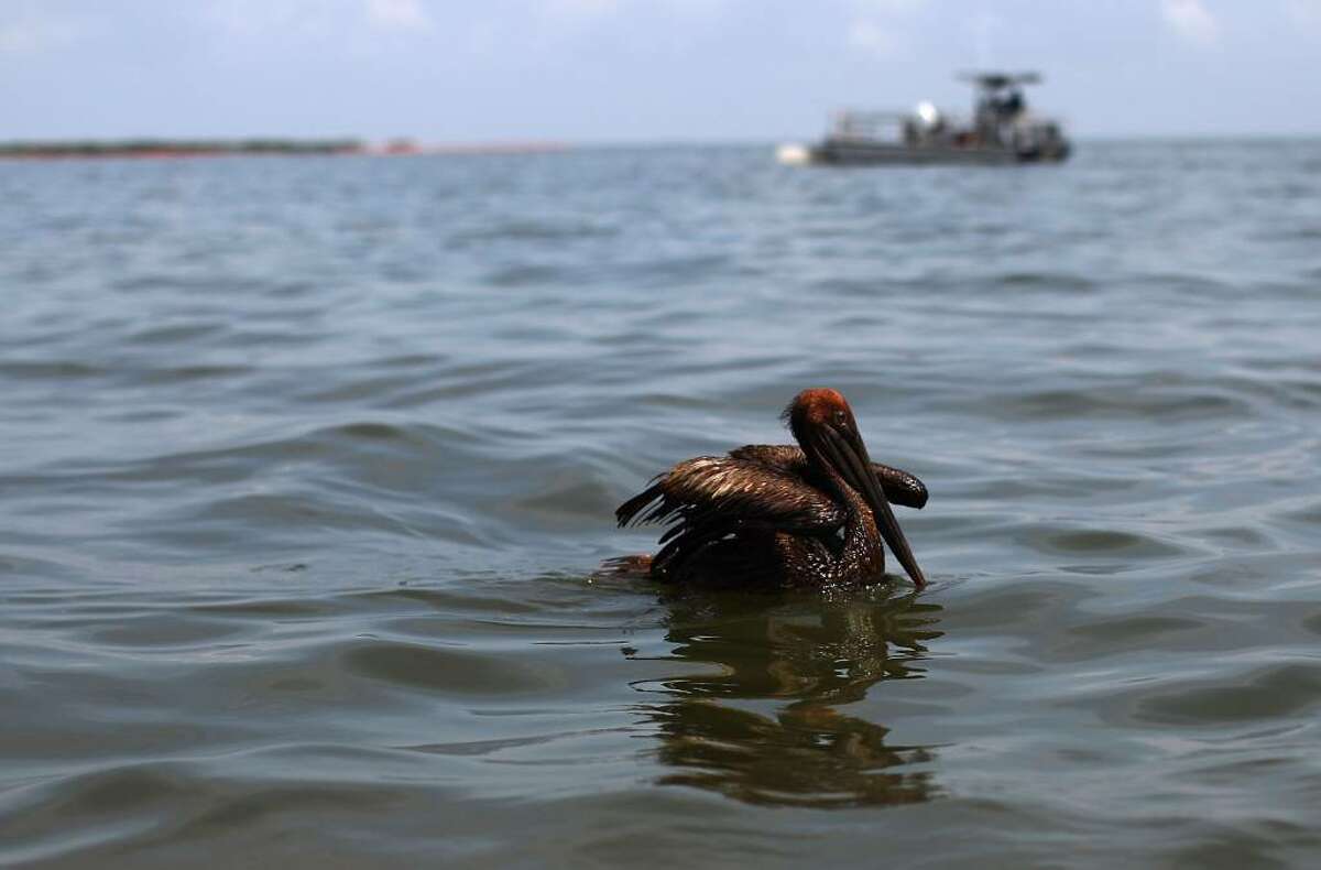 GRAND ISLE, LA - JUNE 06: An oiled brown pelican floats in Barataria Bay June 6, 2010 near Grand Isle, Louisiana. BP's latest attempt to stem the flow of oil from the well head is capturing a portion of the oil flowing out, but much of it continues to flow into the Gulf of Mexico. (Photo by Win McNamee/Getty Images)