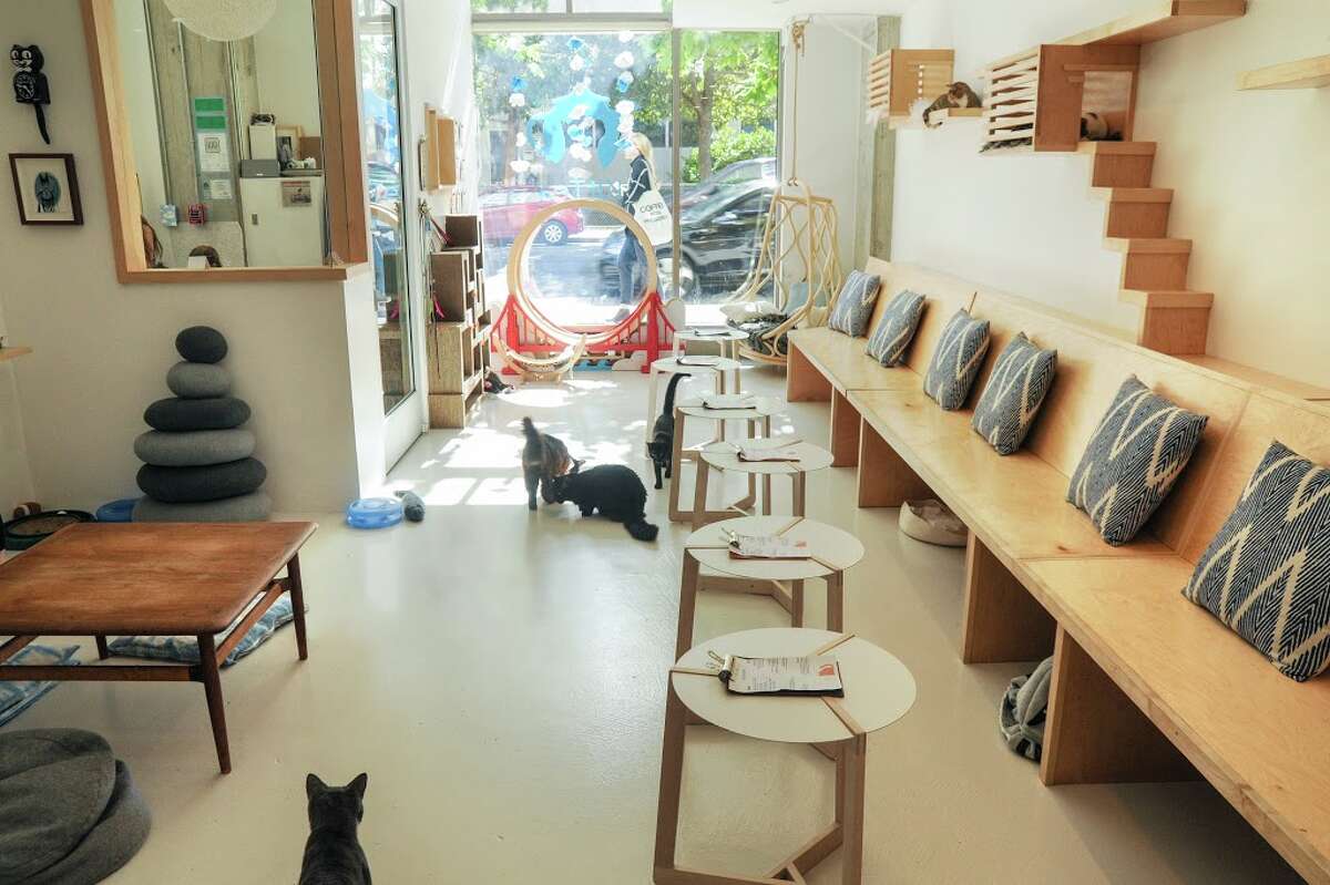 San Antonio's first cat cafe coming this summer