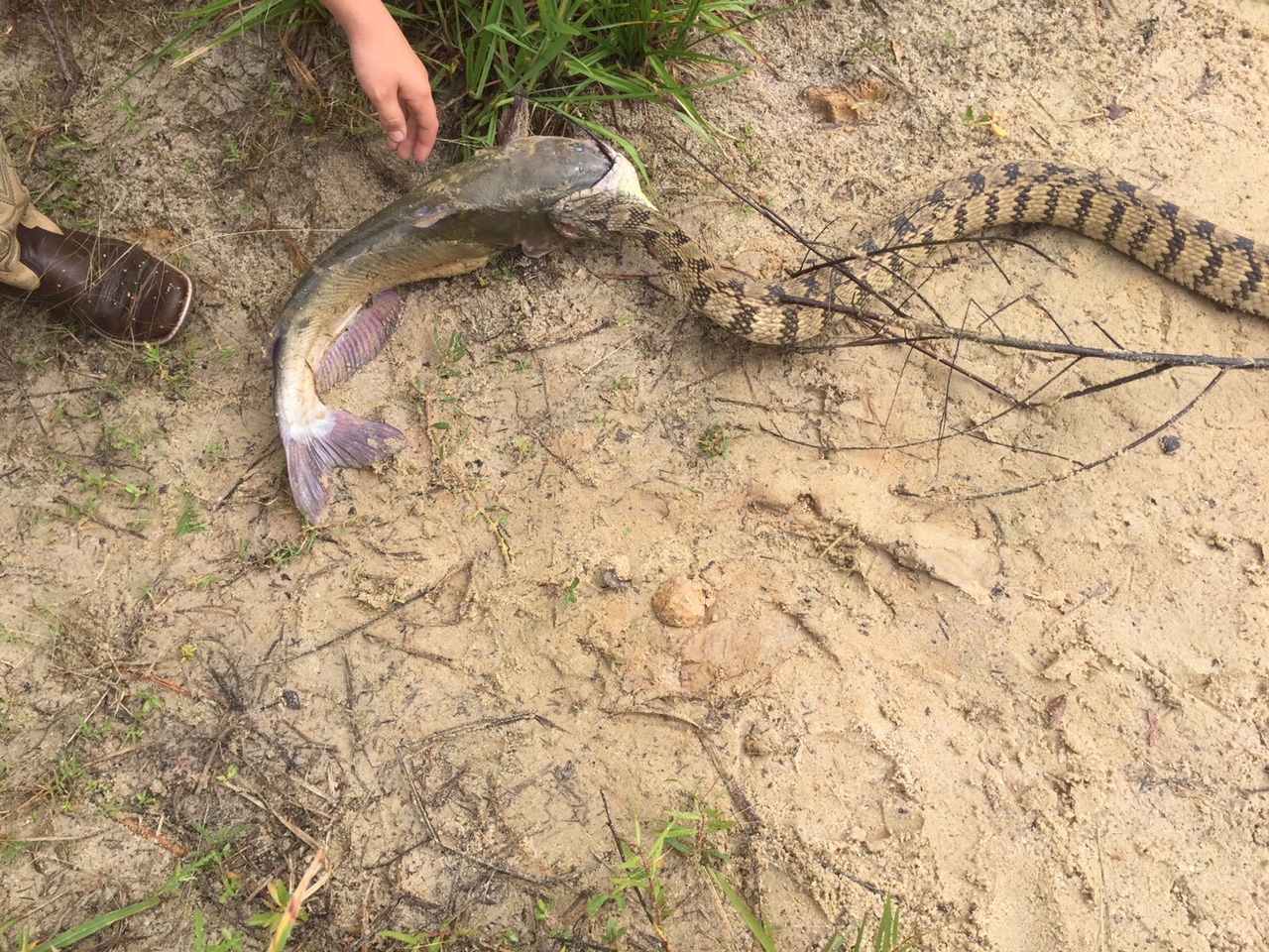 Texas boy reels in catfish with snake latched onto its head - Houston Chronicle1280 x 960