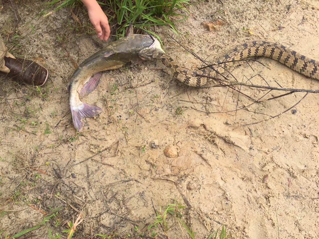 snakehead fish in texas