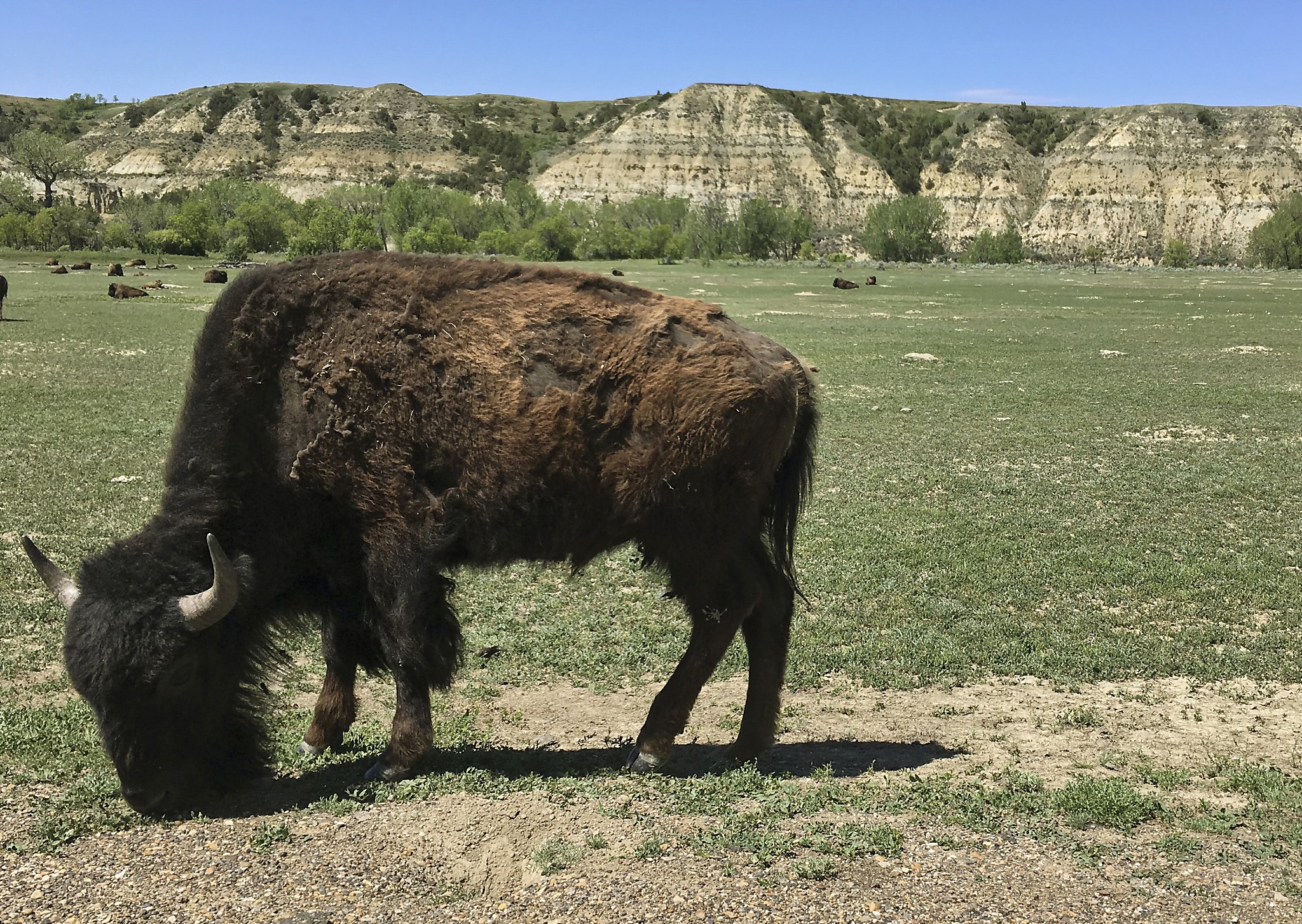 Tourist survives violent bison attack in South Dakota [VIDEO]