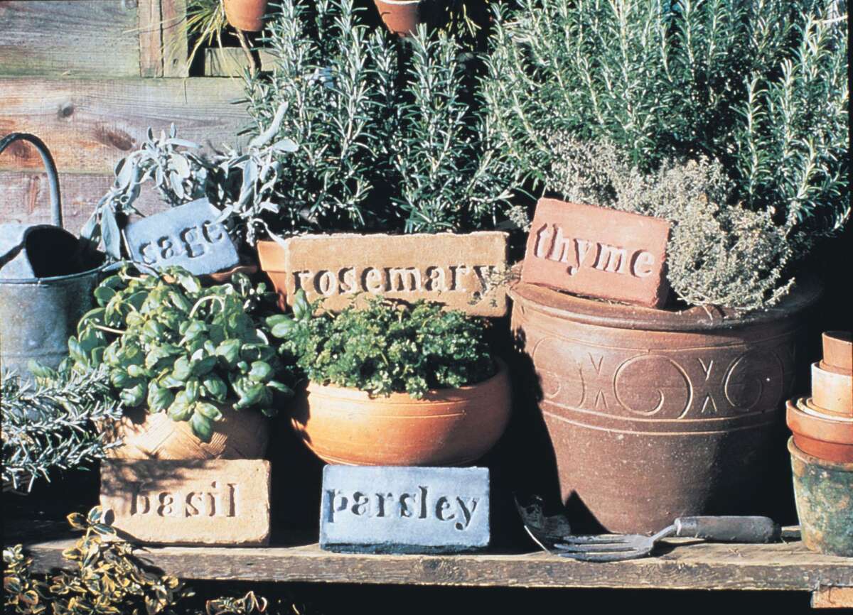 Herbs such as rosemary, thyme, parsley, sage and basil grow well in containers that can be moved indoors if the weather turns cold.
