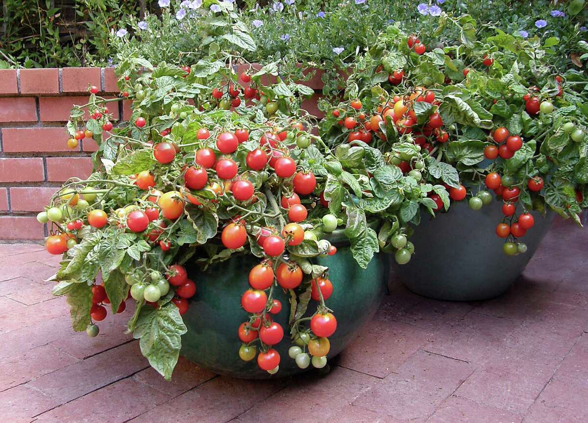Litt'l Bites Cherry tomato is ideal for containers and hanging baskets.