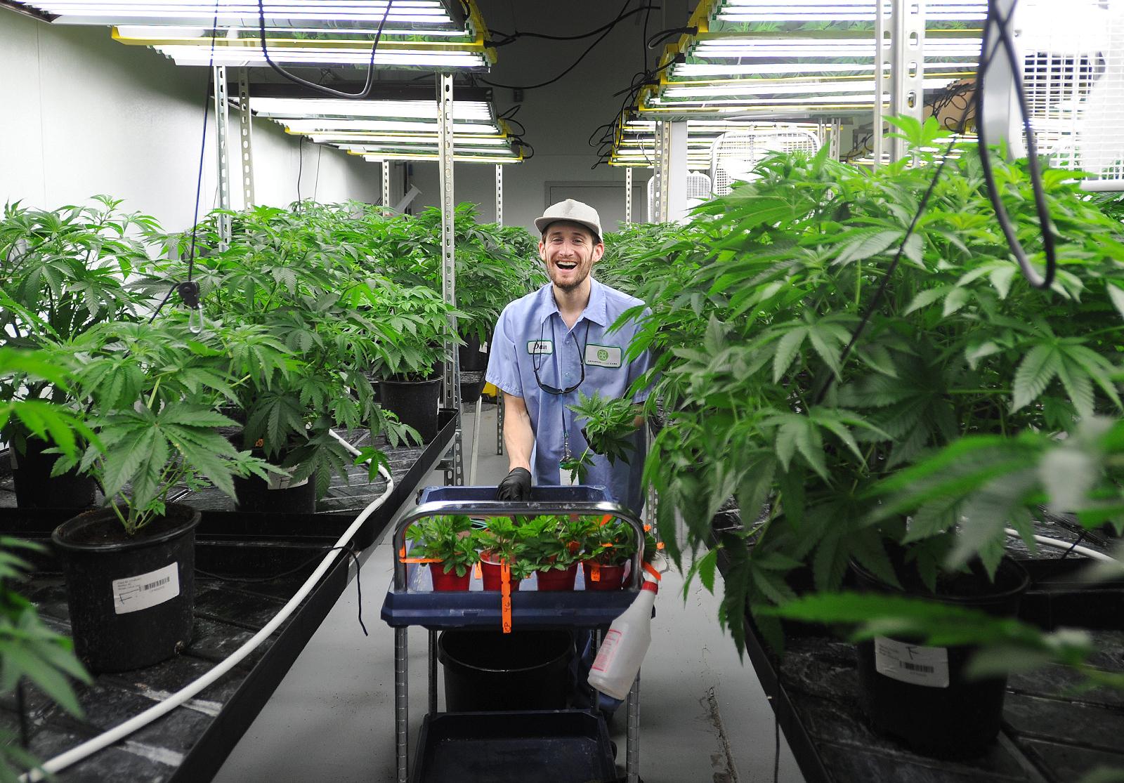 bud trimmer jobs near me