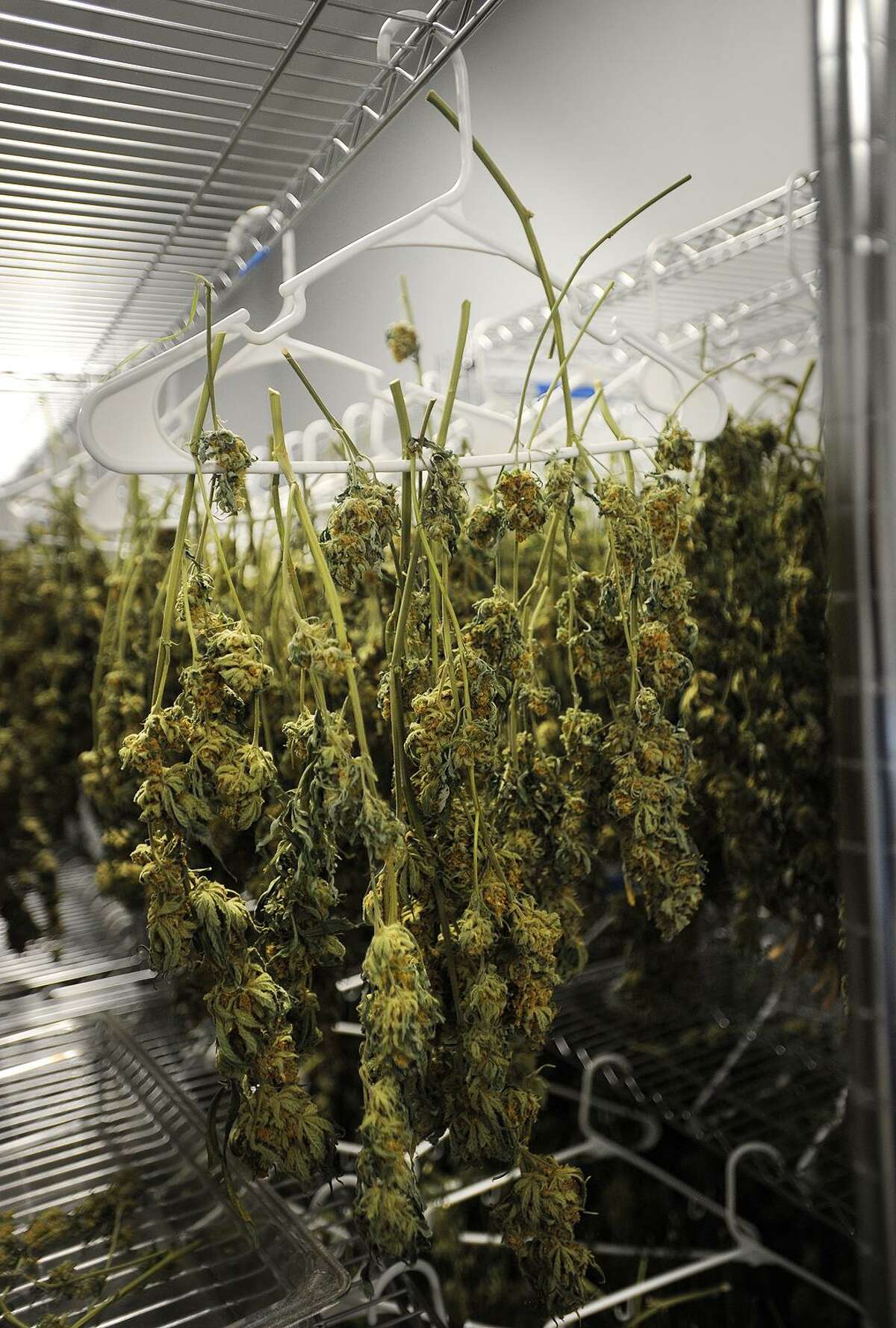 In this file photo, buds of medical marijuana hang from coat hangers in the curing room at Advanced Grow Labs in West Haven.