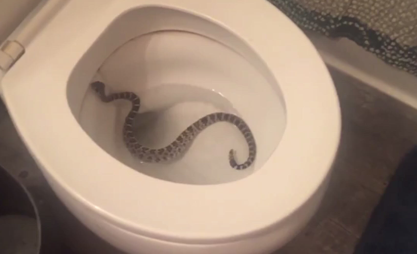 Video: Girlfriend finds rattlesnake in toilet, screams for boyfriend's help - Houston ...