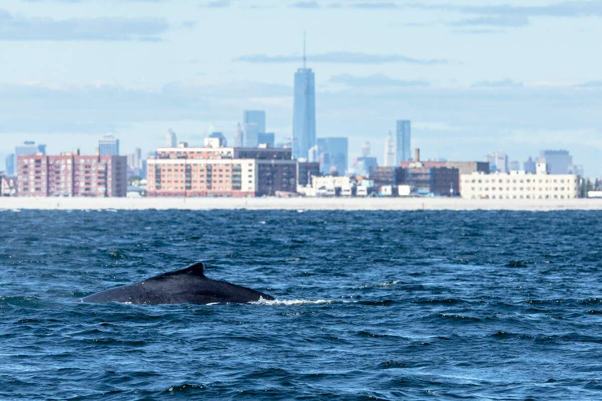 Humpback Whales Return To NYC For The First Time In A Century