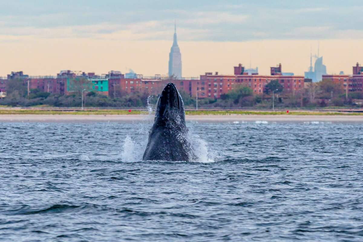 A humpback whale spyhops off Rockaway Peninsula with the Empire State Building in the background September 23, 2013 in the Rockaway Beach neighborhood of the Queens borough of New York City.