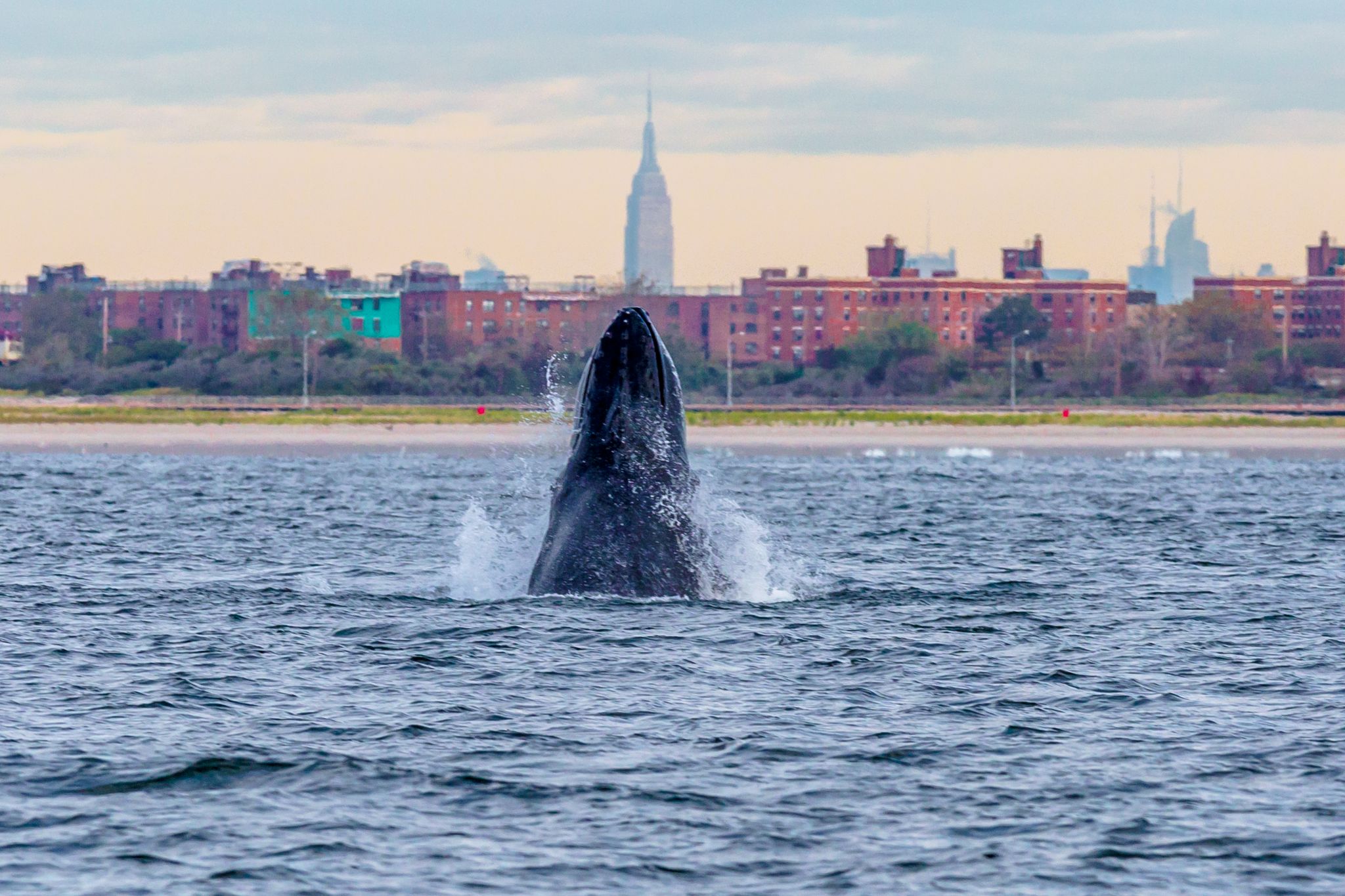 Large numbers of humpback whales have returned to NYC for the first time in a century ...