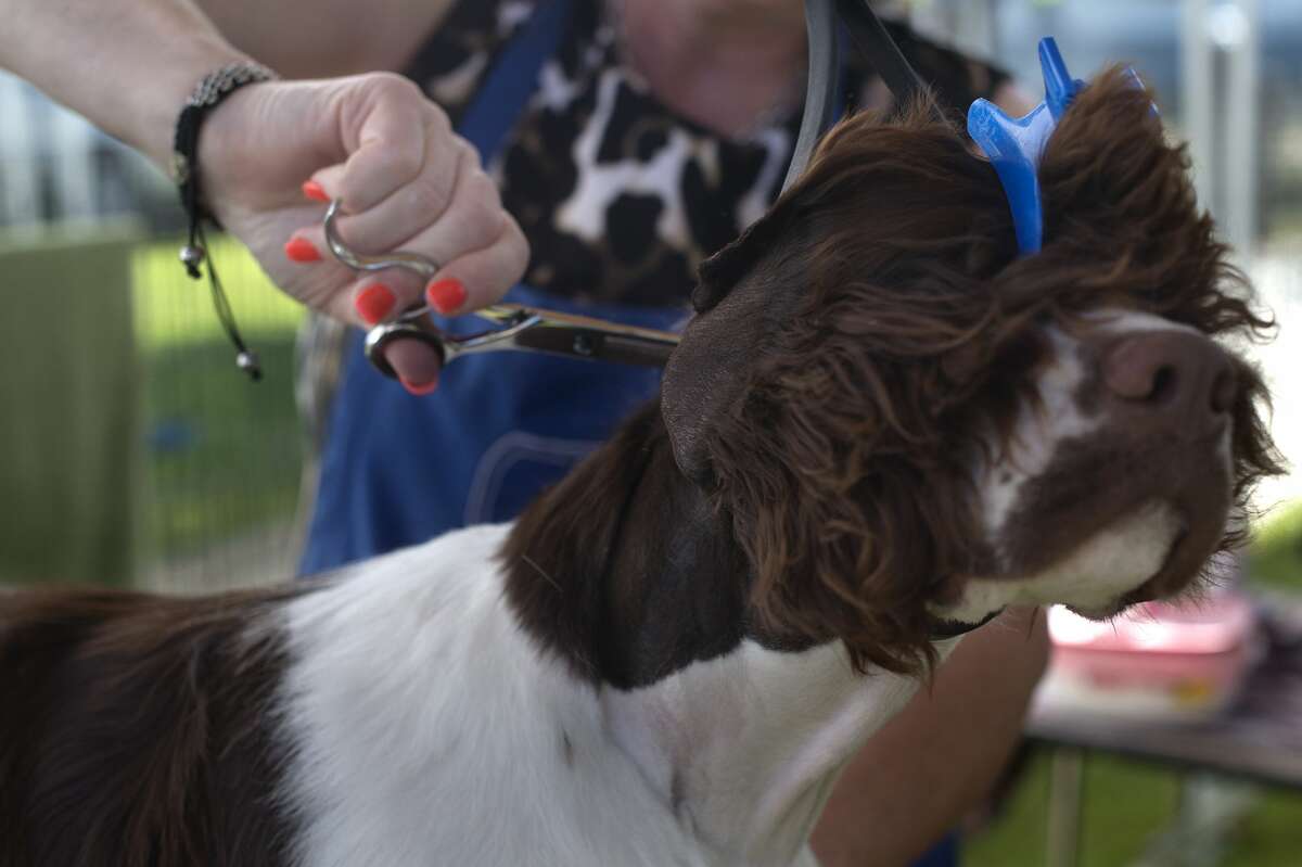 Robin Novack of Jackson grooms English springer spaniel Dante at the Midland County Fairgrounds Thursday morning. The Midland Kennel Club and Mt. Pleasant Kennel Club are having a joint dog show for the fifth year from June 8-11. 480-500 dogs are expected to be shown over the 4 day event.
