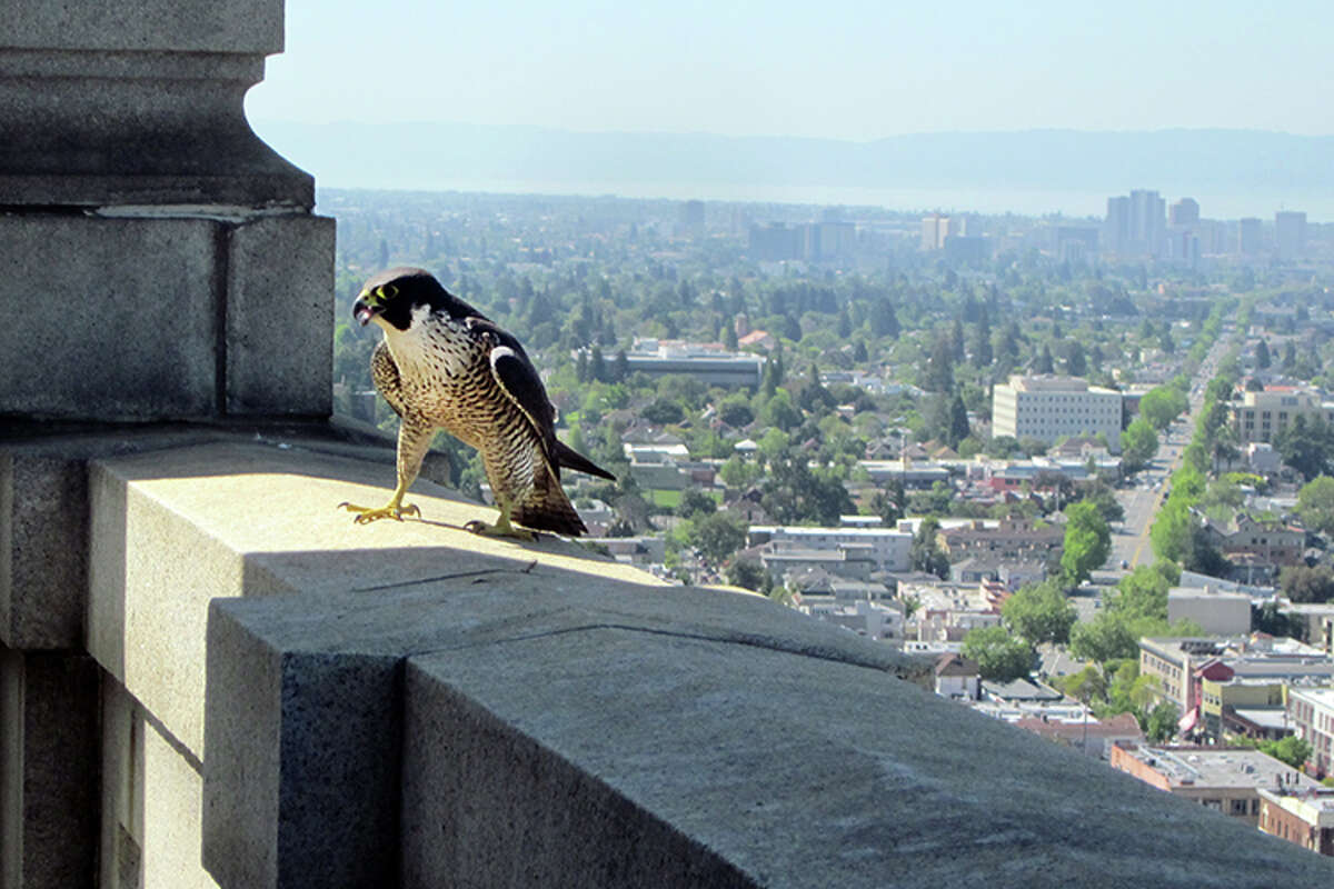 The female peregrine falcon on the second balcony ledge of the Campanile, close to her nest. 