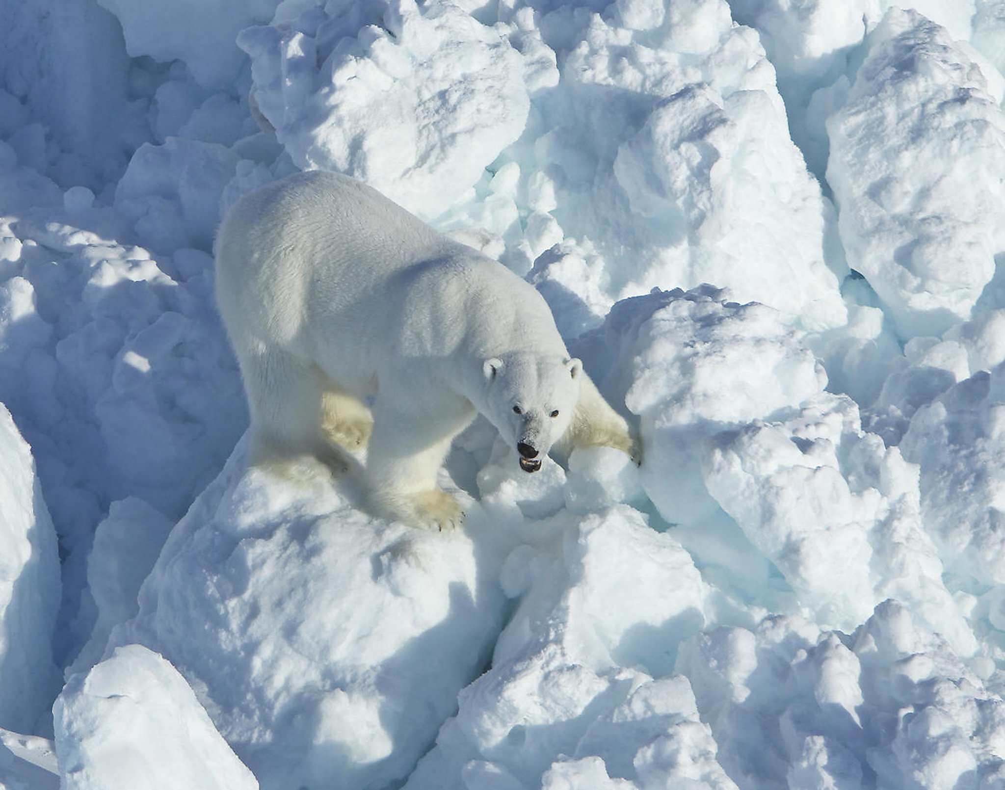 Faster-moving sea ice forces polar bears to use more energy