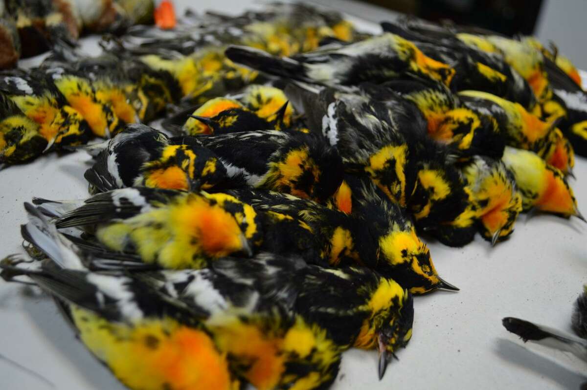 Sixty Blackburnian warblers were among the hundreds of birds killed when they flew into a 23-story building in Galveston.