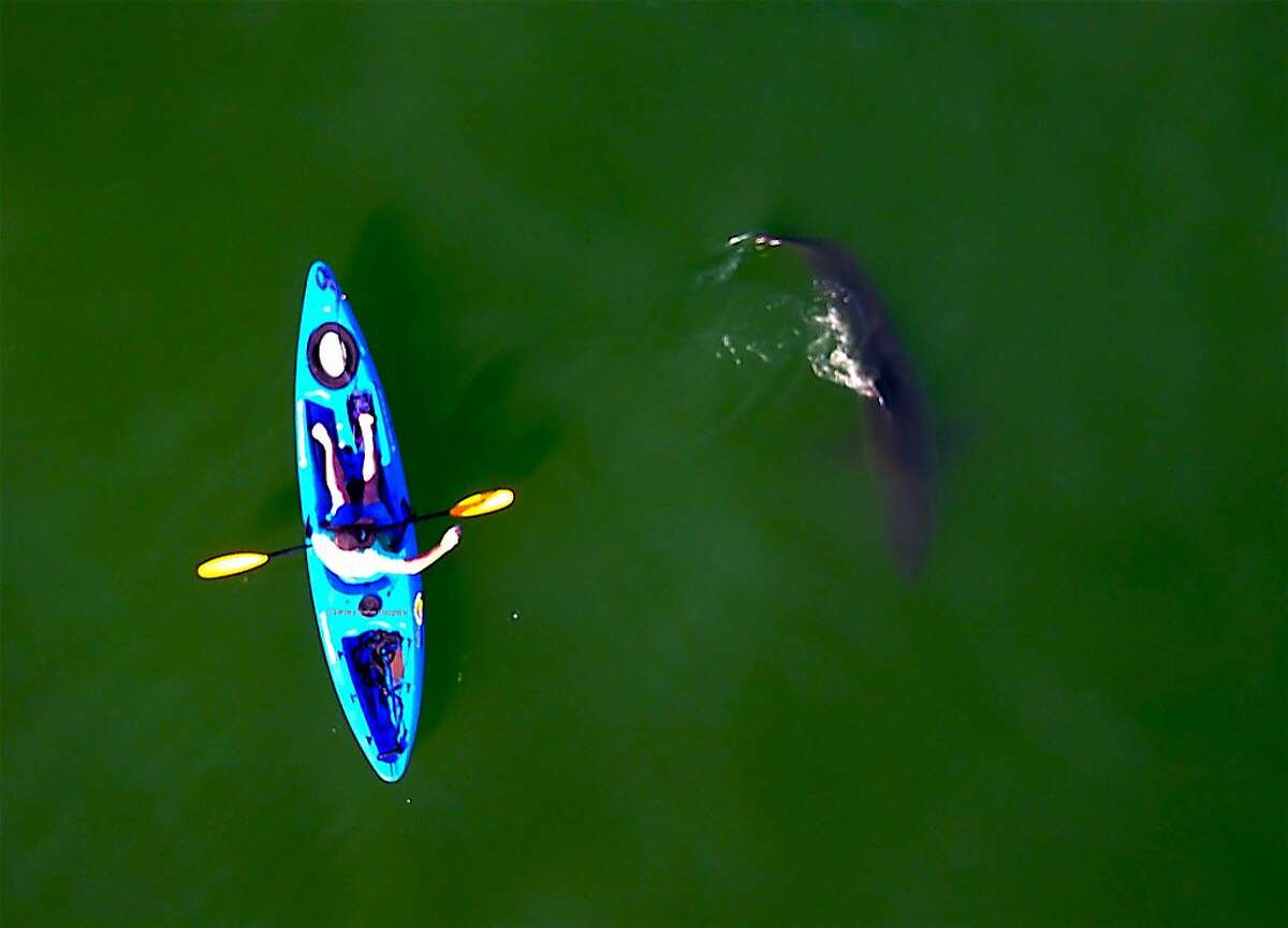 Jed Squid Beck in kayak as 10-foot great white shark swims by, photographed from camera overhead in a drone off Seacliff State Beach in Aptos on Monterey Bay