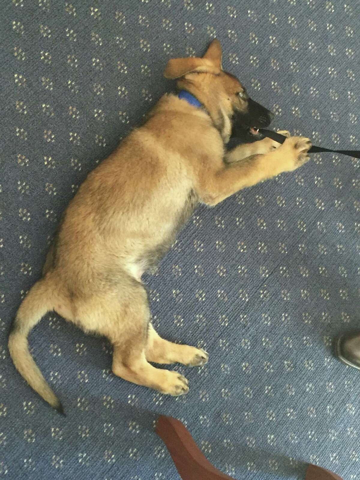 Puppy who flunks out of police training for being too friendly finds