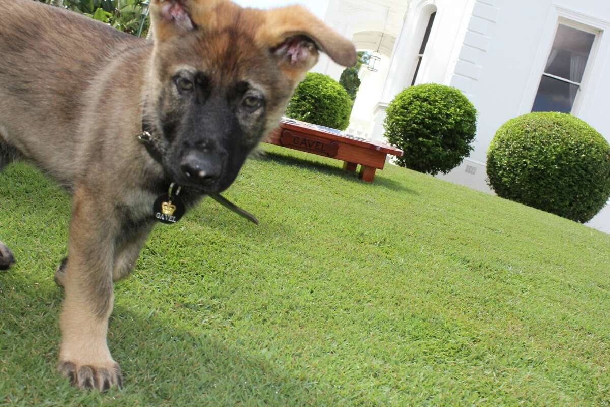 Puppy who flunks out of police training for being too friendly finds