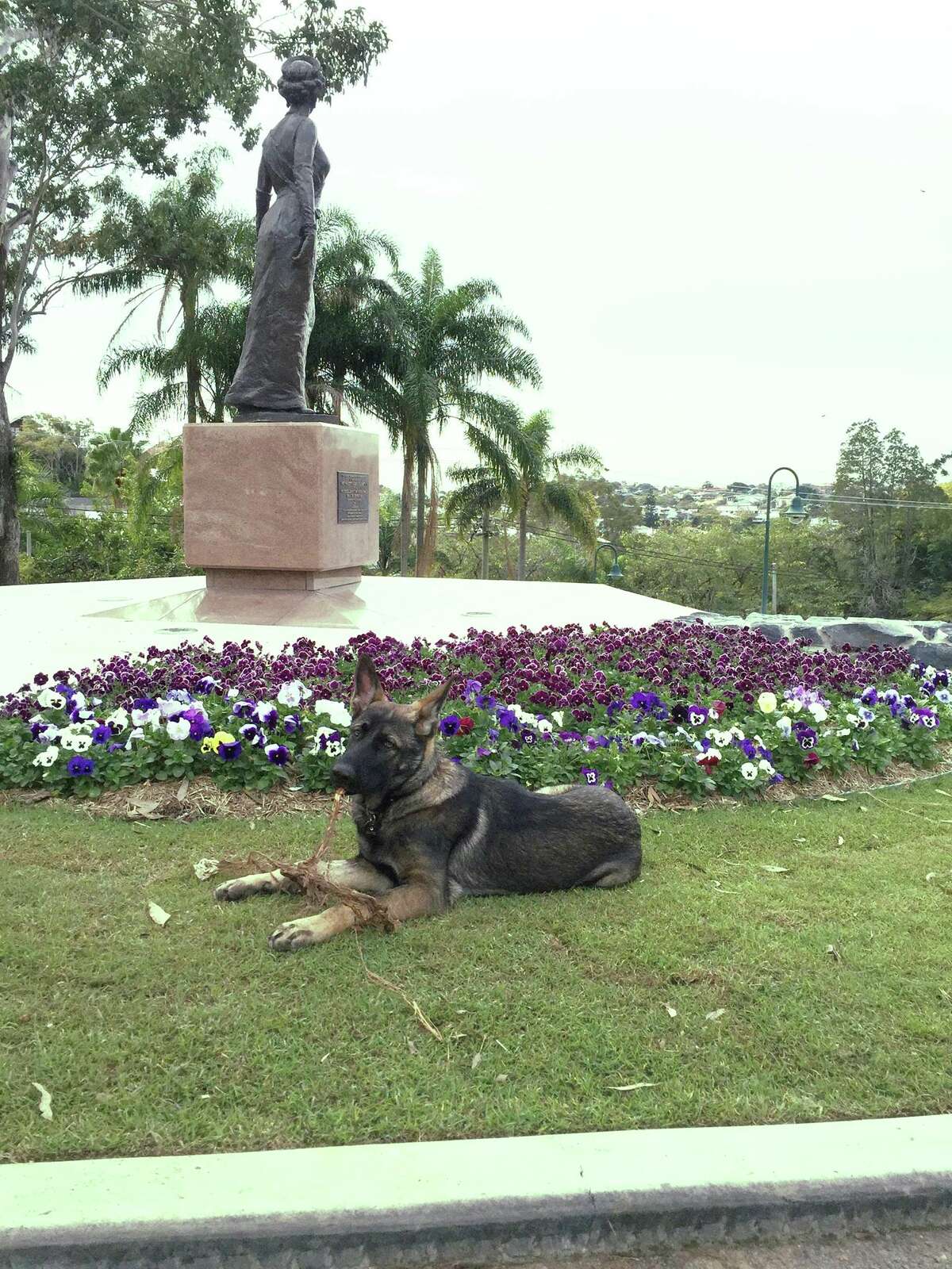 Puppy who flunks out of police training for being too friendly finds