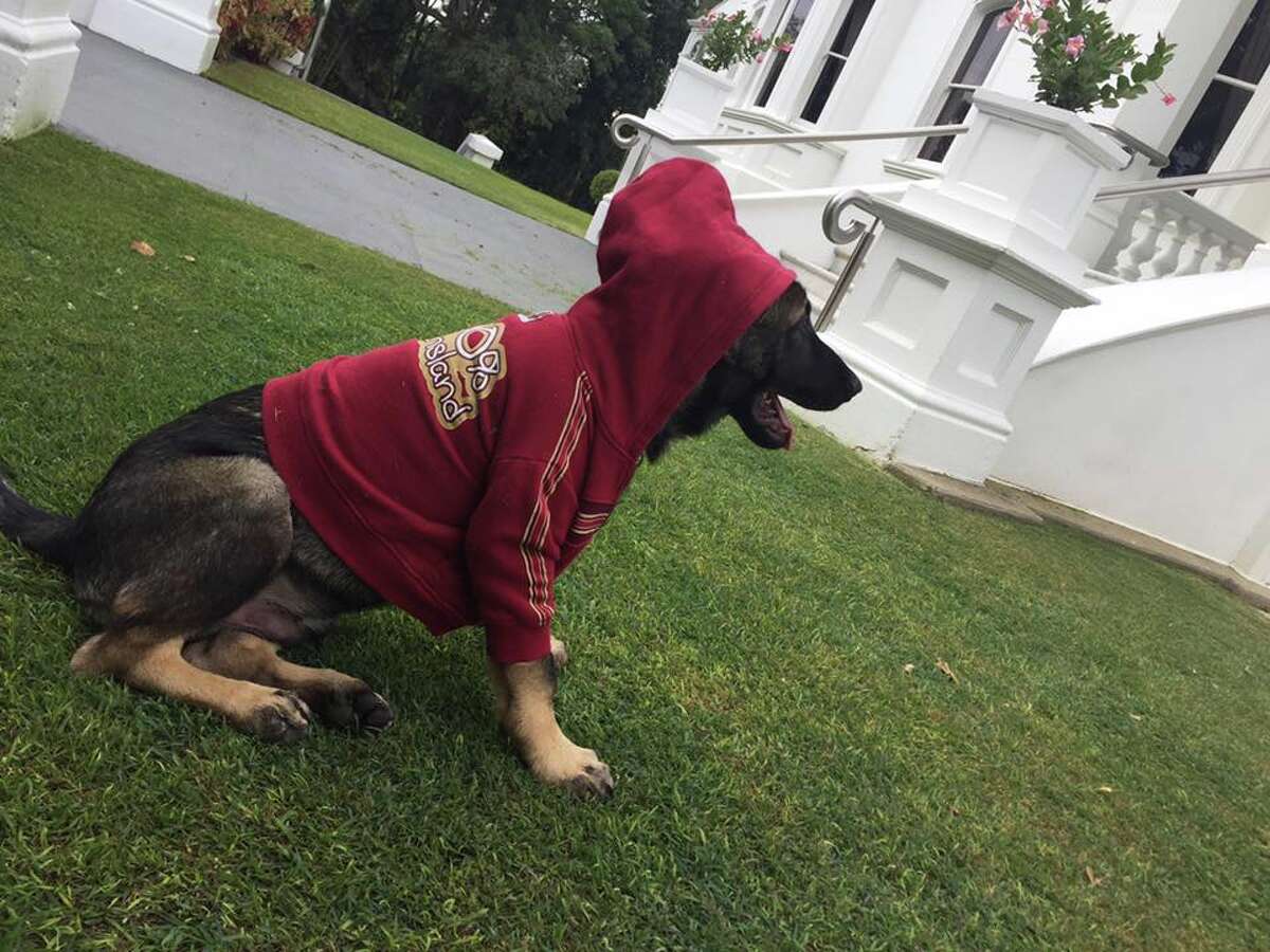 Puppy who flunks out of police training for being too friendly finds