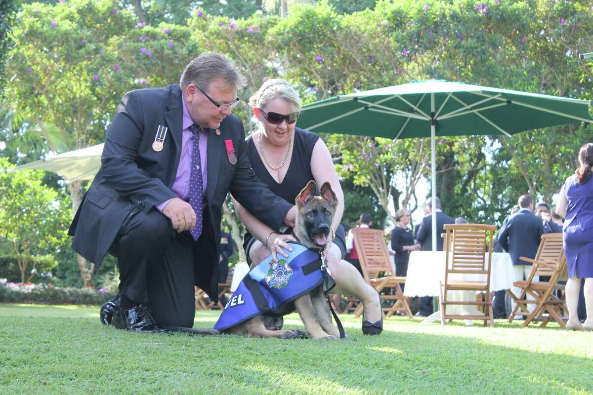 Puppy who flunks out of police training for being too friendly finds