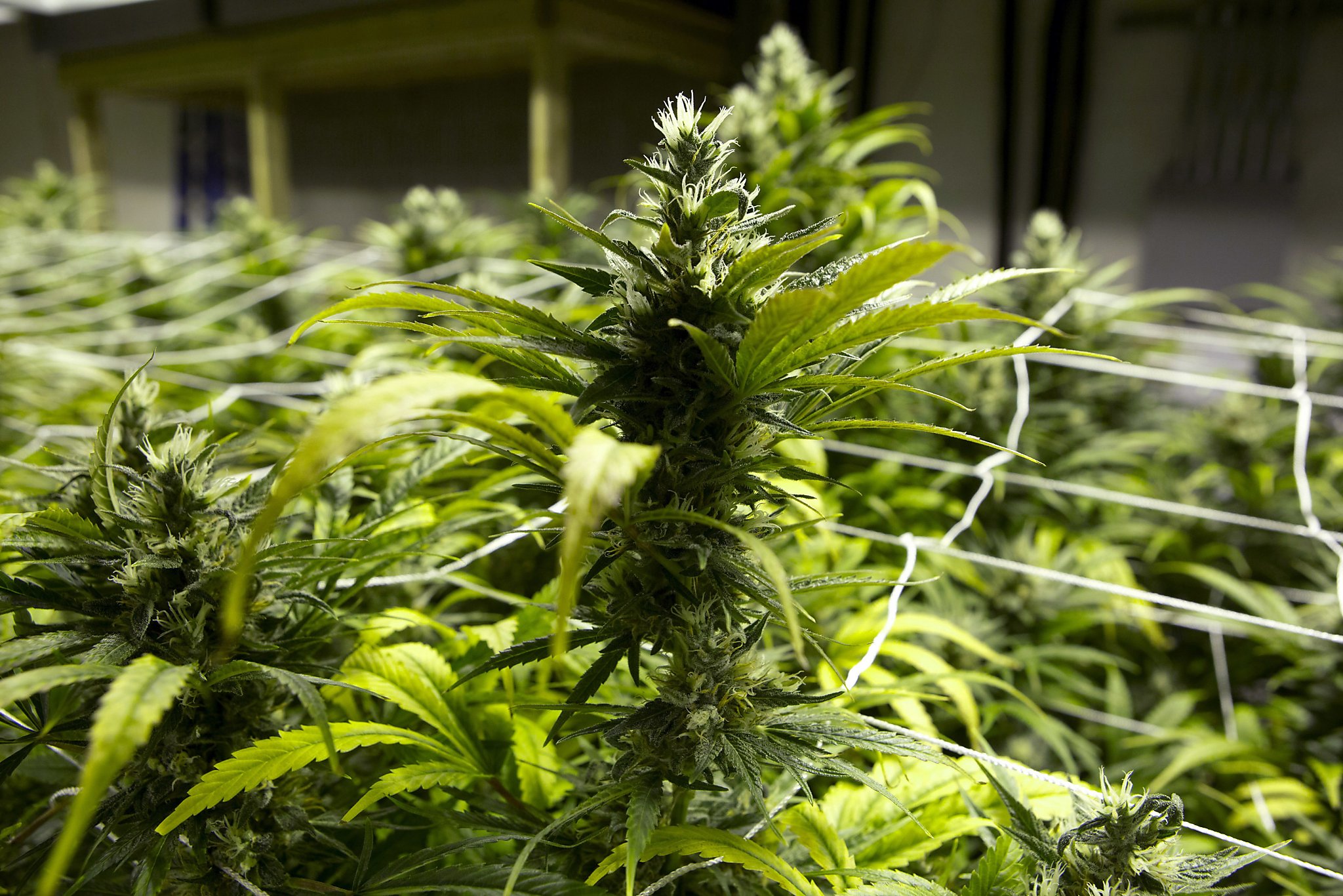 Colorado marijuana market funds busts of illegal growers