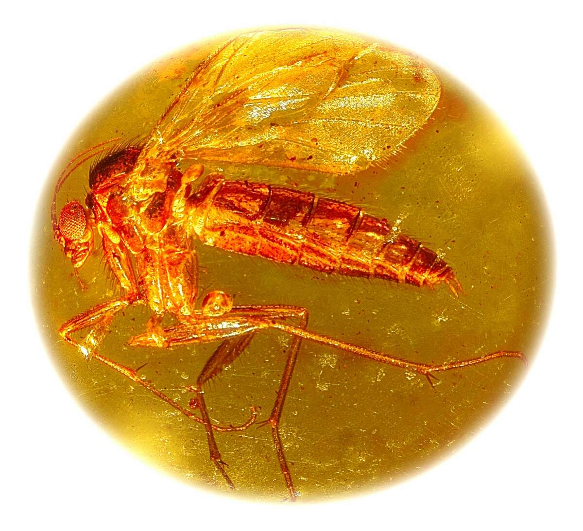 Macrophotograph of a fossilized fungus gnat (Mycetophilidae) embedded in Baltic amber, a fossilized resin, some 30 million years old.