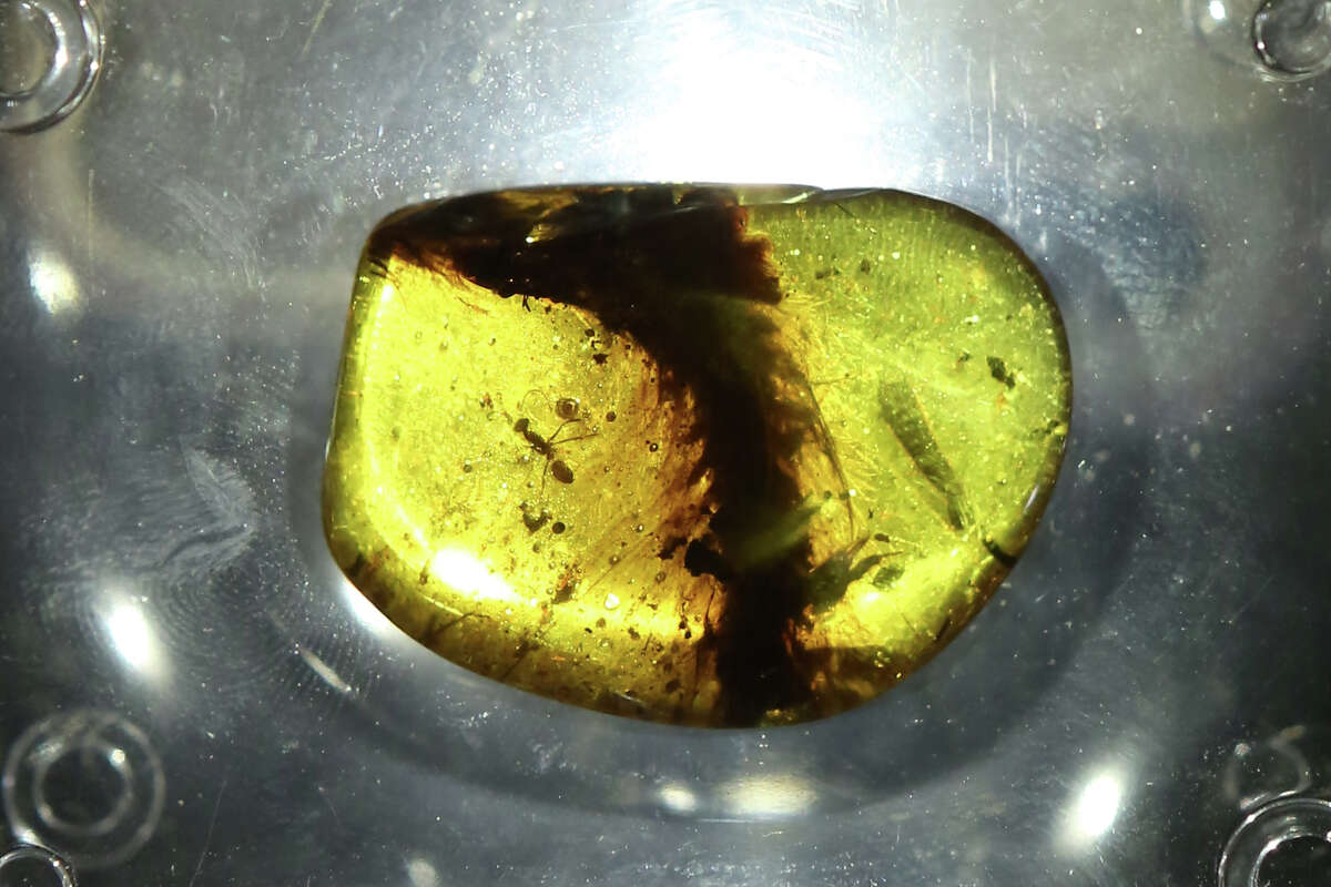 99-million-year-old bird trapped in amber is near-perfectly preserved