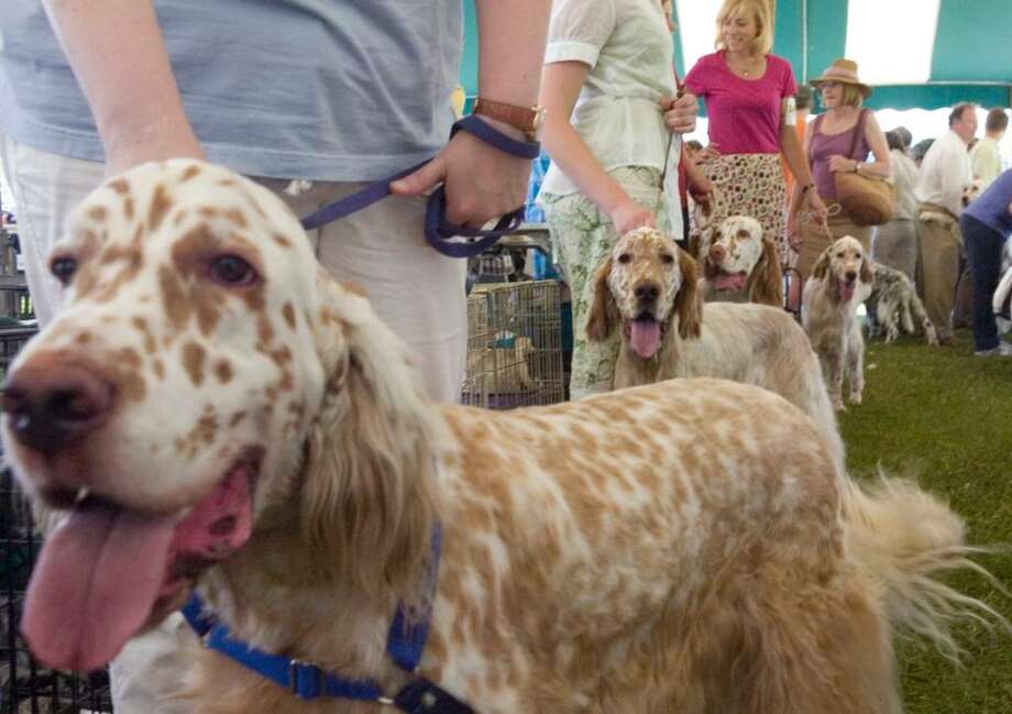 Greenwich Kennel Club hosts 78th AllBreed show Connecticut Post