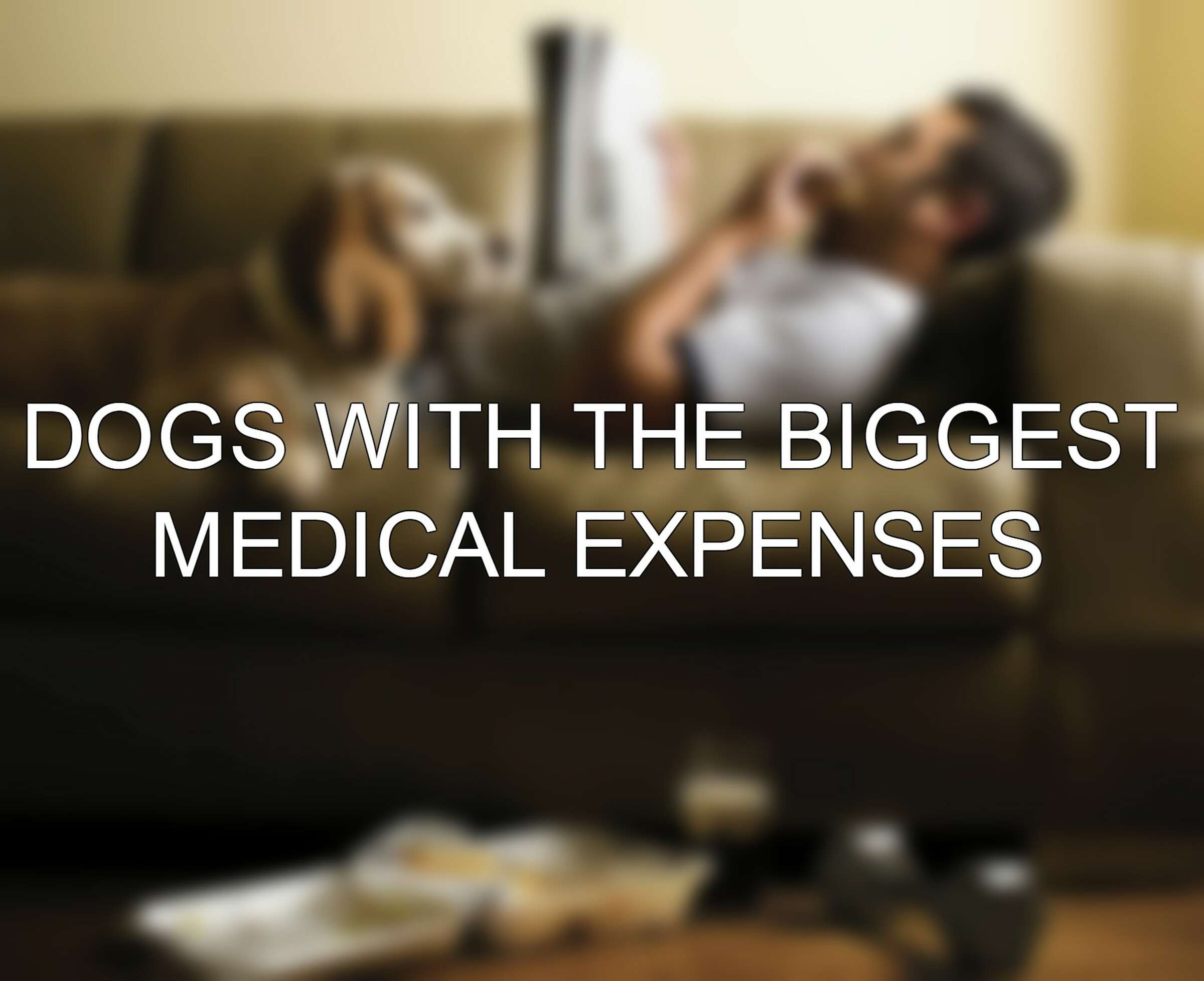 Dogs and Ibuprofen a dangerous mix, as heartbreaking social media post