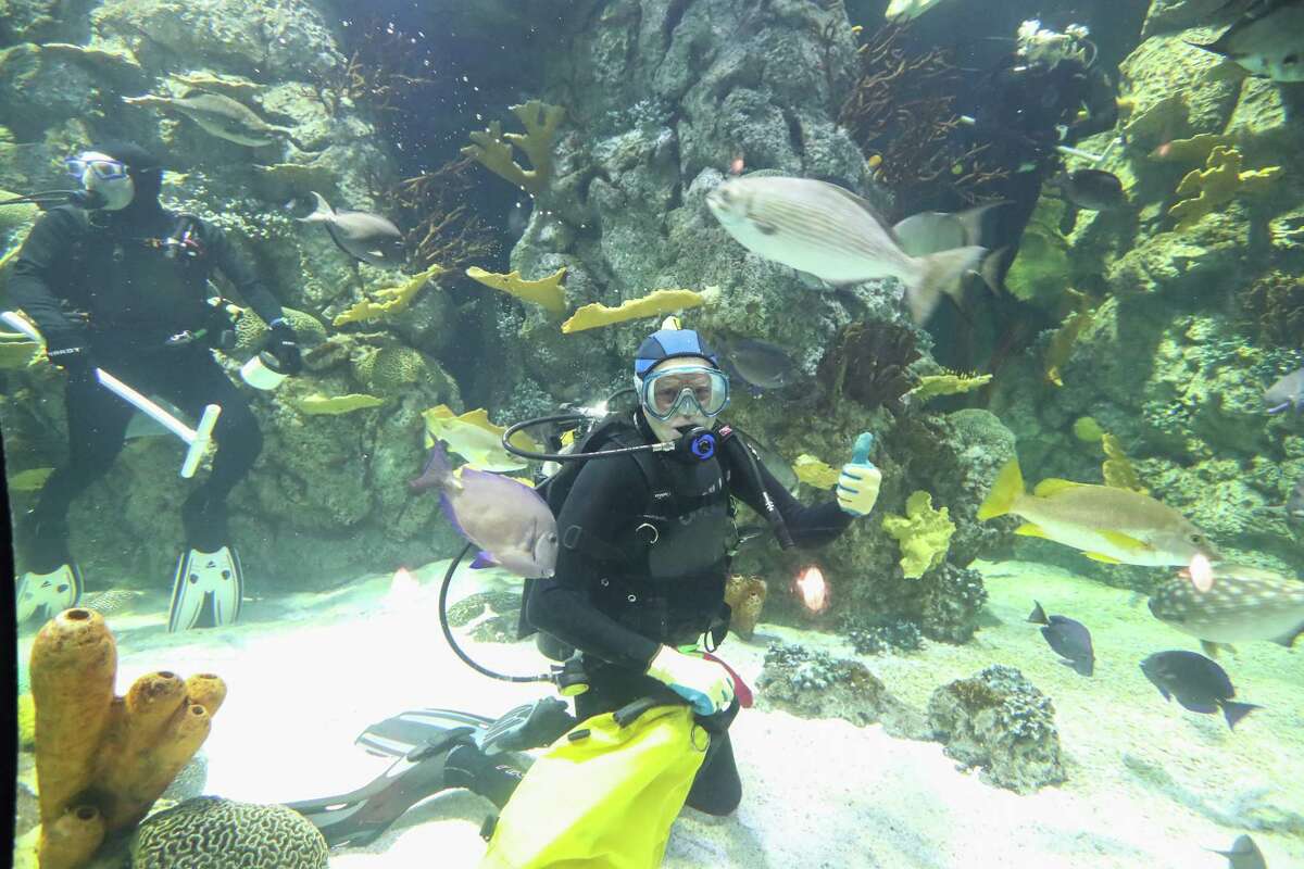 A Moody Gardens diver poses while feeding marine life in the newly renovated Aquarium Pyramid following a $37 million renovation Thursday, May 18, 2017, in Galveston. Media had the opportunity to experience the new Gulf of Mexico Oil Rig Exhibit complete with an in-tank diver presentation and Q&A session featuring a new diver communication system. They also viewed the Humboldt Penguin Exhibit, Flower Garden Banks Exhibit and the Caribbean Exhibit in this final sneak peak of the Aquarium Pyramid before its public grand reveal on May 27. ( Steve Gonzales / Houston Chronicle )
