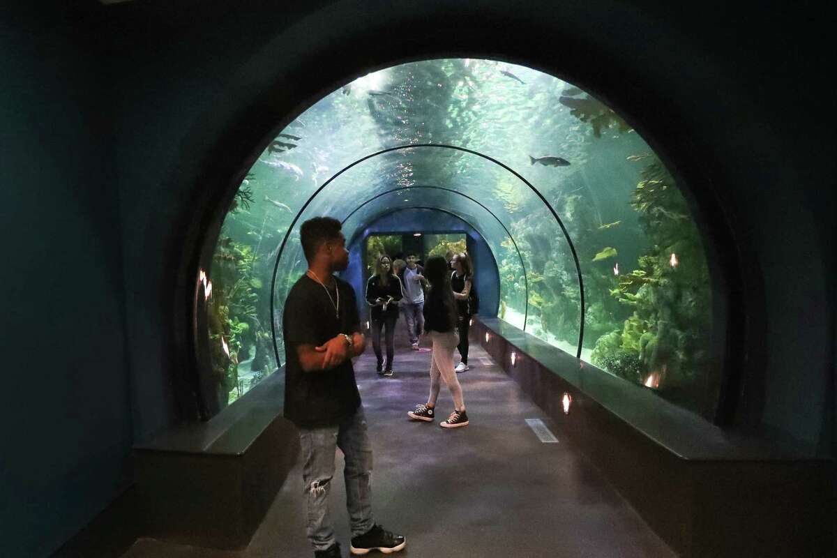 Renovated Aquarium Pyramid at Moody Gardens brings sea change to Galveston