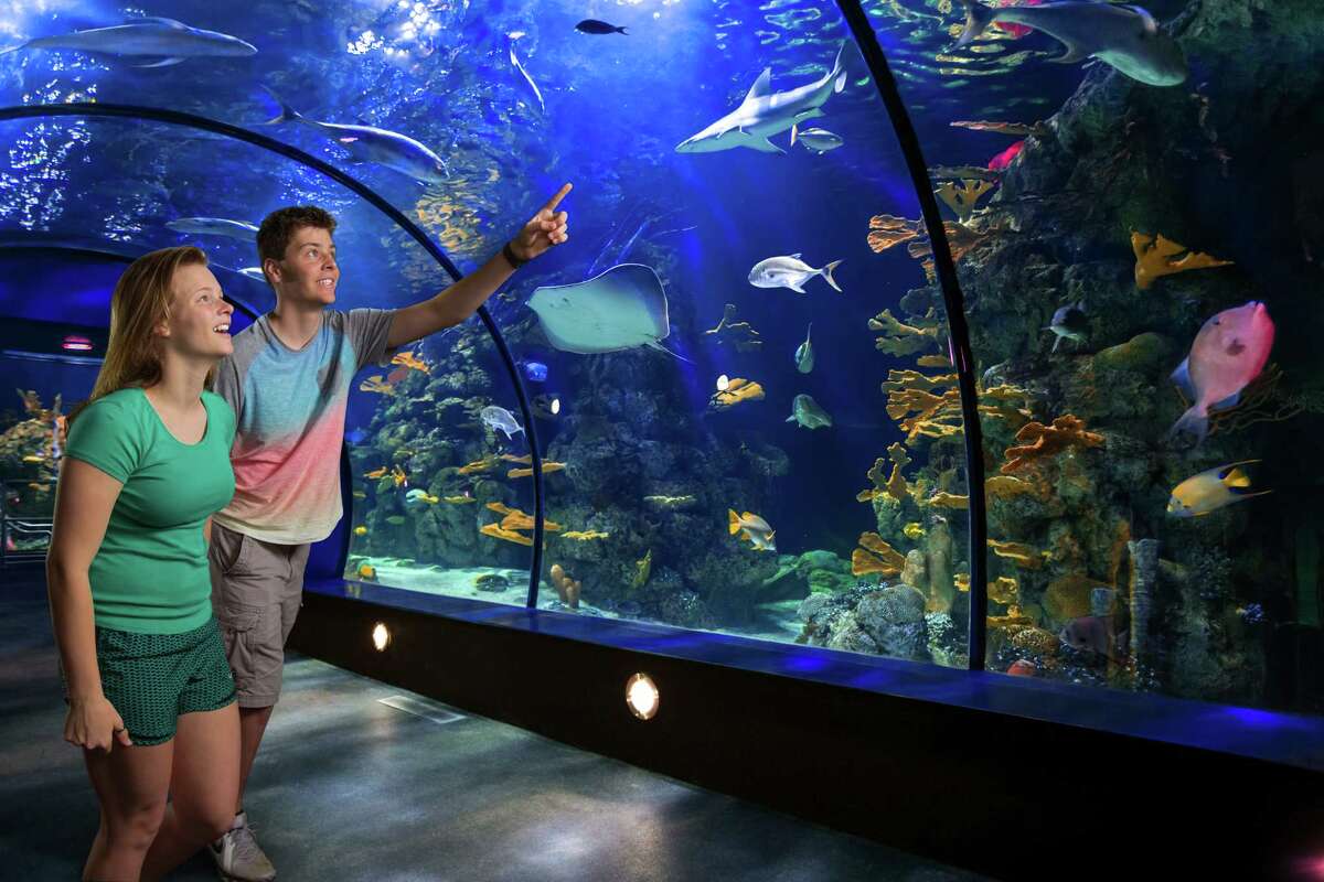 Renovated Aquarium Pyramid at Moody Gardens brings sea change to Galveston