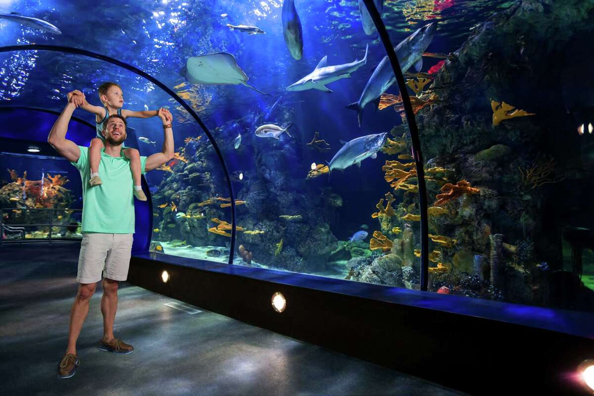 Renovated Aquarium Pyramid at Moody Gardens brings sea change to Galveston