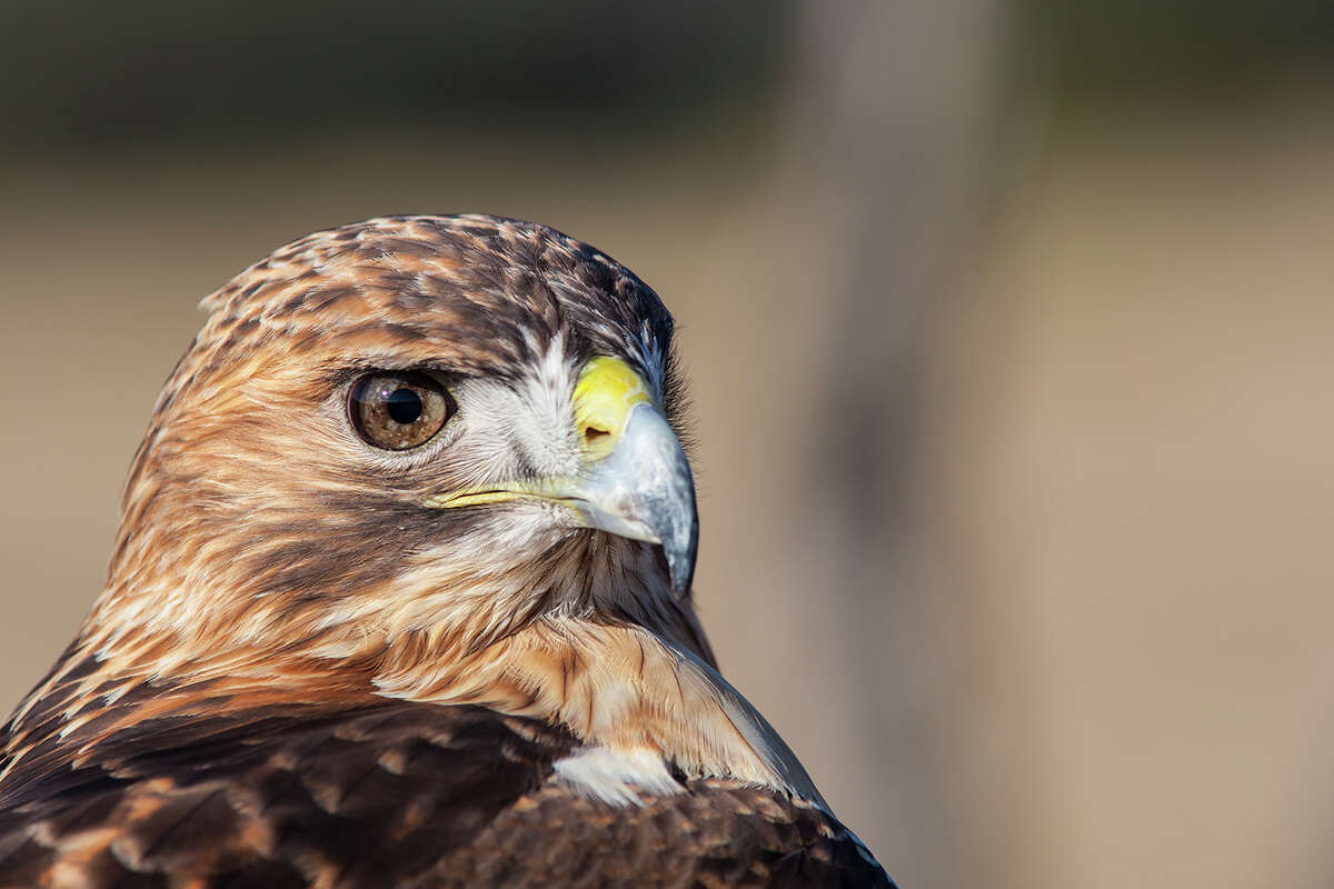 The eyes of a hawk, like this red-tailed hawk, are positioned near the front of the head to provide binocular vision, meaning each eye focuses at the same time as in human vision. Photo Credit: Kathy Adams Clark. Restricted use.