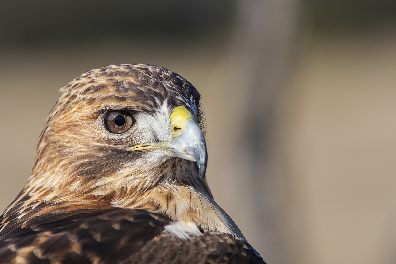 Acute vision is key for birds to survive