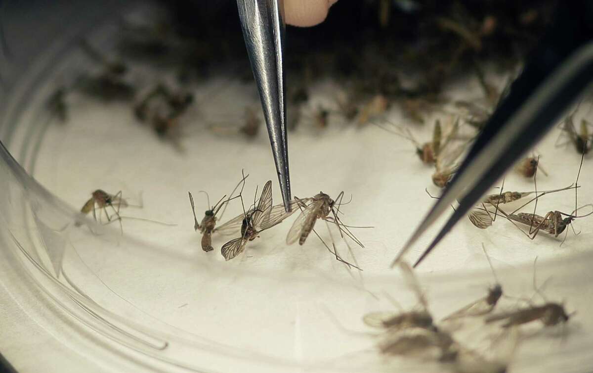 Dallas County Mosquito Lab microbiologist Spencer Lockwood sorts mosquitos collected in a trap in Hutchins, near the location of a confirmed Zika virus infection.