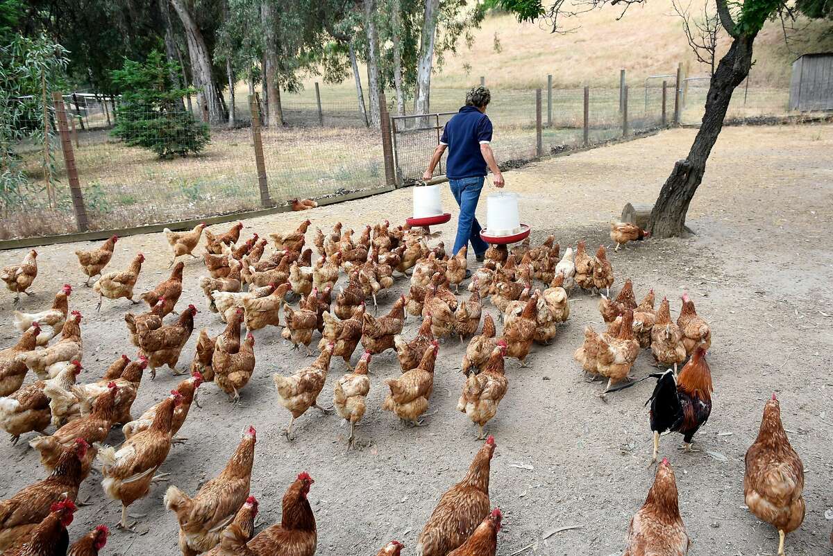 Rescue chickens follow Ranch Manager Jan Galeazzi during feeding time at Animal Place Rescue & Adoption Center in Vacaville, CA, on Friday June 9, 2017.