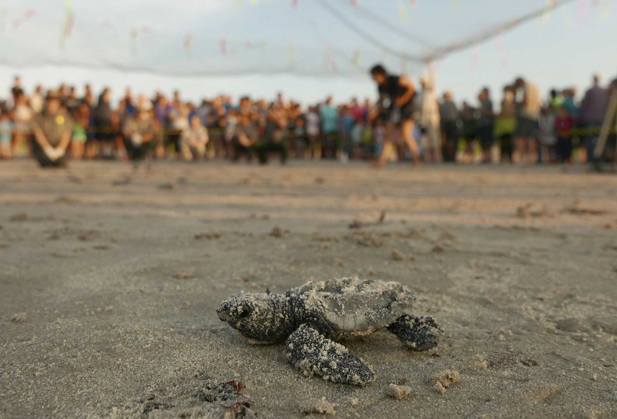 Padre Island National Seashore announces public turtle hatchling