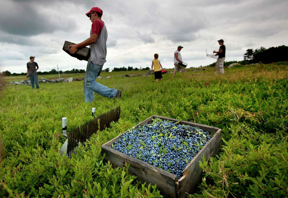 ILE - In this Friday, July 27, 2012, file photo, workers harvest wild blueberries at the Ridgeberry Farm in Appleton, Maine. Maine's governor and members of its blueberry industry fear losing growers due to a depression in prices that has made growing the beloved crop a less reliable way to make a living. (AP Photo/Robert F. Bukaty, File)