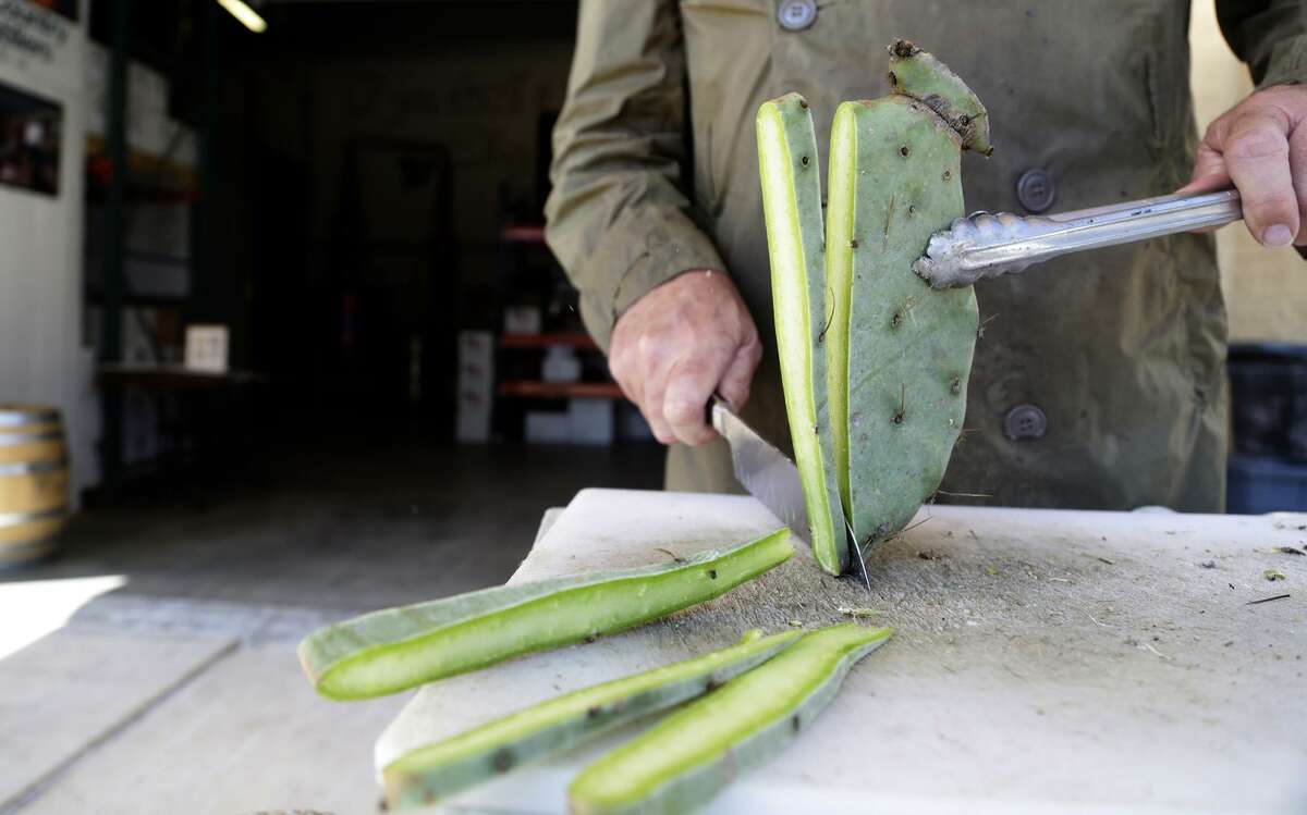 James Stout, 61, a distiller at Hill Country Distillers slices up freshly harvested Prickly Pear cactus leaf to make their speciality spirit. It took the owner John Kovacs and his distillers Stout and Steve Kite nearly eight months to perfect the recipe and once it was perfected there was no looking back Stout said.
