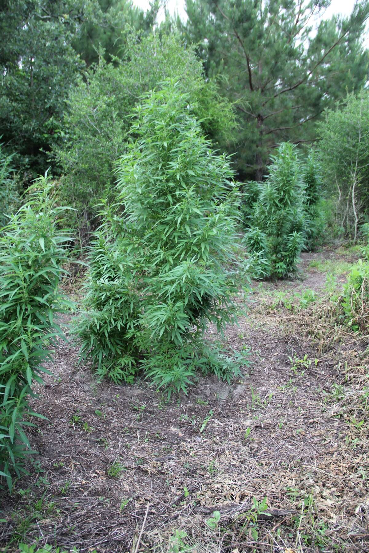 Sheriff's deputies found this marijuana farm - with thousands of plants and an estimated value of $7.9 million - in Walker County on Friday, June 9, 2017. (Courtesy of Walker County Sheriff's Office)