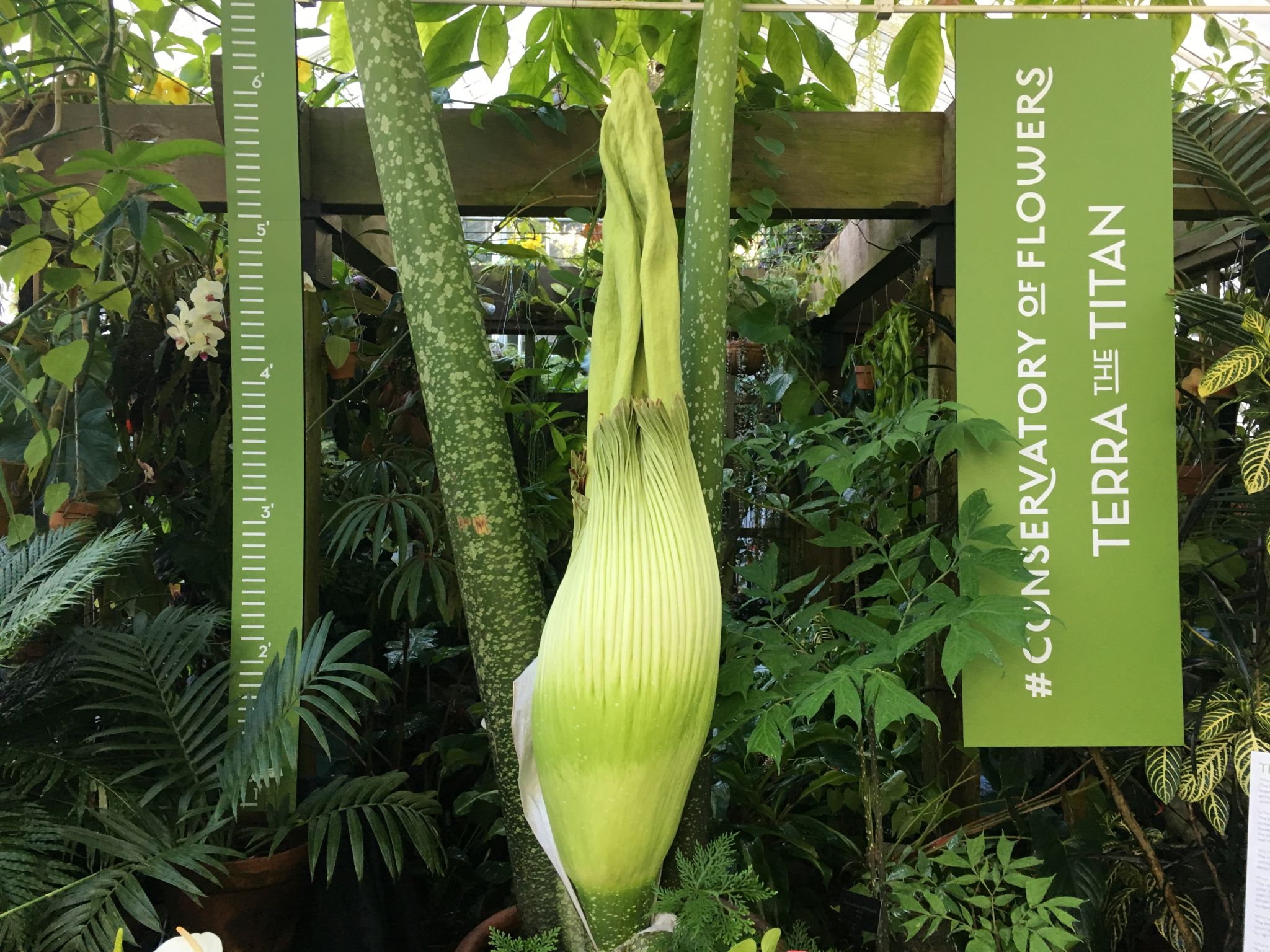 Thousands expected to visit SF when world's smelliest flower blooms