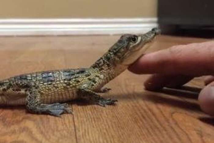 Watch Baby Crocodile Likes To Be Pet Like A Kitten