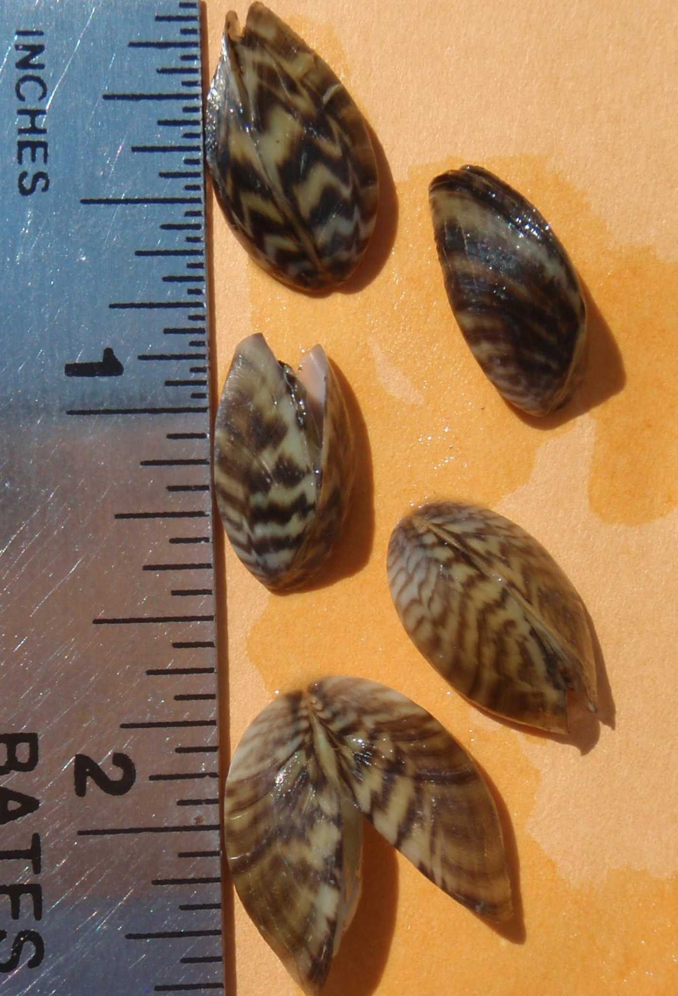 pictures of zebra mussels